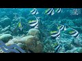 usp 048 schooling bannerfish โนรีเกล็ด