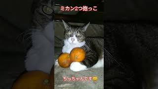 ミカン2個を抱っこする猫です #猫 #みかん猫 #cat