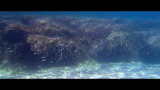 Zakynthos - Underwater 1