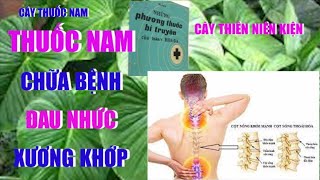 Cây Thiên Niên Kiện Chữa Bệnh Gì Bệnh Thoái Hóa Đốt Sống Bệnh Xương Khớp Cây Thuốc Nam