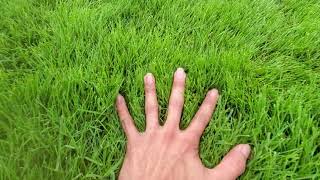 Emerald Zoysia / Korean Carpet Vs Bermuda Grass  #garden #gardening #nature #lawn #lawncare #grass