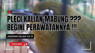 pleci mabung biar cepat selesai & tumbuh bulu