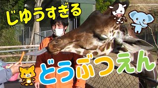 【キリンのモモタくん】香川唯一！えさやり＆ふれあい満載のしろとり動物園