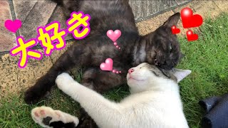 育児中ママ猫の井戸端会議♥女子のおしゃべりが止まらないｗｗ日本の猫にゃん[Japanese Cute Nyan Cat]猫の感動猫動画