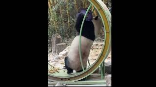 为了吃口窝窝头，熊猫宝宝都上了跑步机了，#cute #pandalife #大熊猫 #판다 #funny