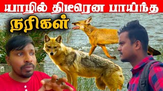 யாழில் திடீரென பாய்ந்த நரிகள் | Valvai Sulax | Jaffna #shorts #valvaisulax