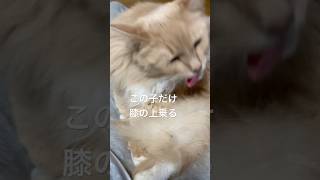 【12/13】膝の上で毛づくろい#cat #サイベリアン