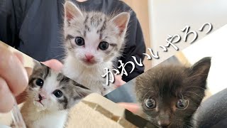 かわいくじゃれすぎ♪やっぱ離乳食吸っちゃうんだよねー★23日目〈保護猫〉～Kitten growth record～