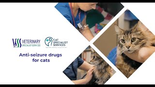 Anti-seizure drugs for cats