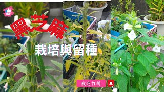 黑芝麻成長歷程｜小苗成長至開花結果、留種