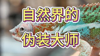 动物冷知 EP1 - 变色龙变色的真正原因 🦎✨