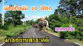 คุณตาทองใบ พาหลานๆช้างมารอถ่ายทำสาระคดี คล้องช้าง / พลายตะวัน