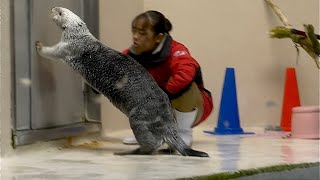 ラッコ　メイちゃんとキラちゃん　ごはんの前にドアを閉めます【鳥羽水族館】Sea otter Mei-chan Kira-chan Toba Aquarium