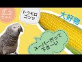 大好物ＧＥＴのため必死におしゃべりしまくるヨウム（大型インコ）のずぅちゃん