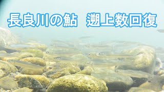 長良川天然鮎の遡上が回復　昨年の３倍を超す