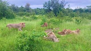 Idube Game Reserve - Sabi Sands: do not disturb