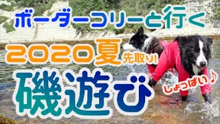 夏だ！海だ！ボーダーコリーと磯遊び♪ / Border Collies Playing on a Beach