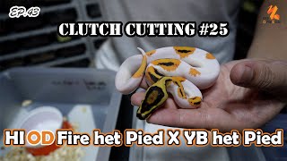 Clutch Cutting #25 - HI OD Fire het Pied X YB het Pied