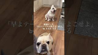 お菓子よこせ‼️すごい顔で睨まれる飼い主😂　#フレンチブルドッグ #犬　#かわいい #面白い #shorts