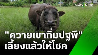 ควายแปลก เขาทิ่มลงดินทั้งคอก | 8 พ.ย. 67 | ห้องข่าวหัวเขียว