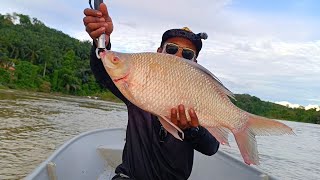 IKAN BESAR! 3.2KG IKAN KELABAU DAPAT DIPANCING DENGAN UMPAN BUAH SAWIT POTONG / MANCING IKAN KELABAU