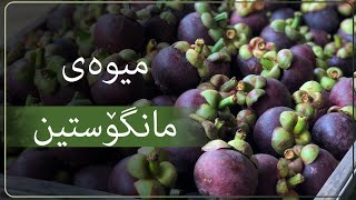 تا ئێستا ناوی ئەم میوەیەت بیستووە؟ لەم ڕاپۆرتەدا سودە تەندروستیەکانی بزانە