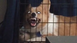 Try Not To Laugh | Funny Pet  Compilation 2020 | The Pet Collective