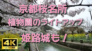 【４K】桜満開の京都山科疎水、毘沙門堂、南禅寺を歩きました　また見事にライトアップされた府立植物園の桜とさらに情緒豊かな木屋町高瀬川も散策しました　快晴の姫路城にも足を運び８分咲きの桜を堪能しました。