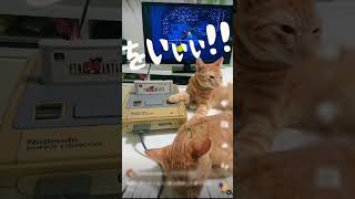 猫飼いゲーマーなら１度は経験した事があるアレ