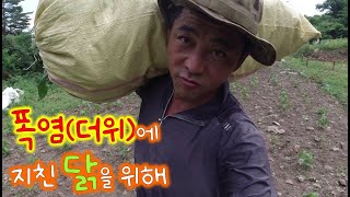 여름철 닭 건강관리 비결-폭염(더위)에 지친 닭들을 위한 탁월한 해결책//An excellent solution for heat-stricken chickens