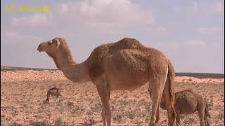 The life of camel in Desert  || মরুভুমিতে উটের জীবন কাহিনী || #azanimals #joykumarjojo