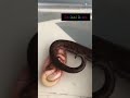 snake giving live birth