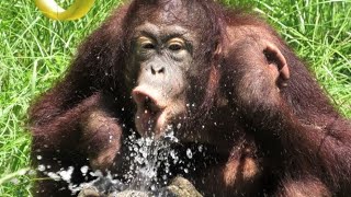 チェリアの水遊び　　Ceria plays with water  オランウータン　多摩動物公園