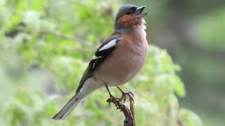 İSPİNOZ KUŞU SESİ-ÖTÜŞÜ - A Chaffinch (Fringilla coelebs) Singing