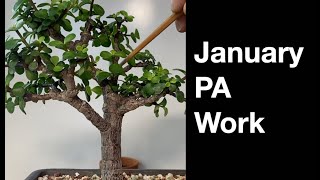 January Portulacaria Afra Work:  Dave's Bonsai E475