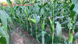 Sweet Corn Plant Care || Corn Harvesting || How To Harvest Corn