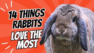 14 Things Rabbits Love the Most