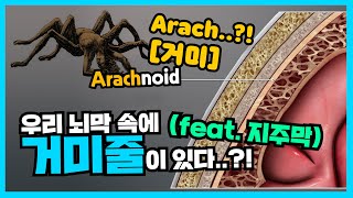 🧠지주막, 우리 뇌막 속의 거미줄이라고?!🕷 - 해부해부러 [끝]