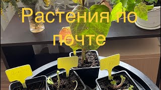 Что делать, если у растений проснулись почки, а на улице еще холодно