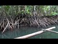 palawan mangrove forest