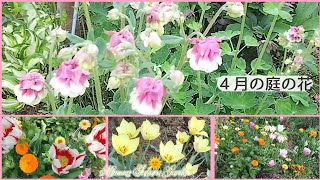 ❪４月の庭・花の紹介❫４月始めの花が咲き揃って来たので良かったら見て下さいね