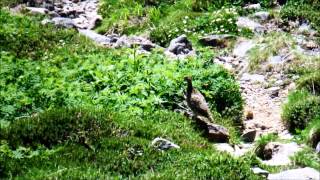 2015年 夏の乗鞍岳（阿多野郷コース） 雷鳥の親子