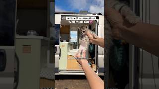 Van Life With Our Rescue Kitten 6 month update #vanlife #rescuekitten