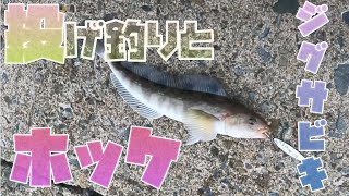 【ホッケ釣り＃１】投げ釣りとジグサビキでホッケとカレイ狙います！