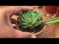 how to make succulent pumpkin arrangement the easy way