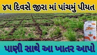 ૪૫દિવસ ના જીરા માં પાંચમું પીયત/@dudharejiyaMahipat