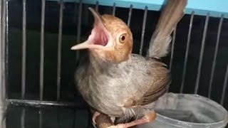 Playtube Pk Ultimate Video Sharing Website