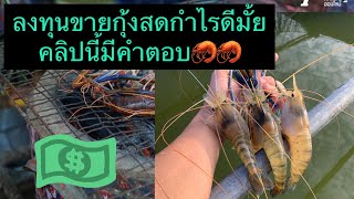 ลงทุนขายกุ้งสดกำไรดีมั้ย