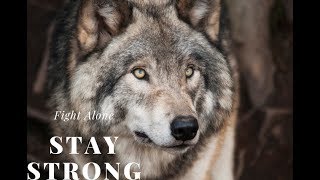 Unlock the Power of Alone Wolf Mentality: Stay Strong, Fight Alone