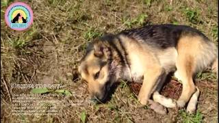 Грибники нашли собаку с пулевым ранением подстреленную охотниками injured animal help this dog
